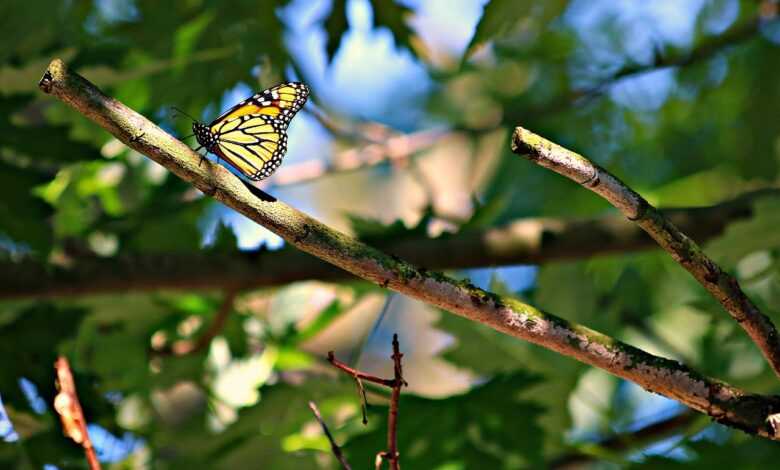 butterfly, monarch, insect, transformation, bug, orange, wings, wildlife, summer, natural, tree, scenic, bright, outdoor, nature, garden, green, transformation, transformation, transformation, transformation, transformation