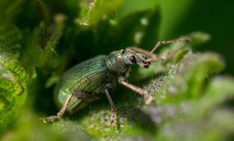 nettle, weevil, beetle