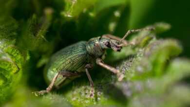 nettle, weevil, beetle