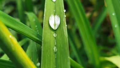 water, drops, grass