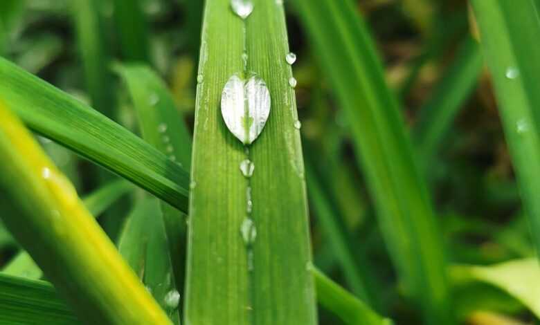 water, drops, grass