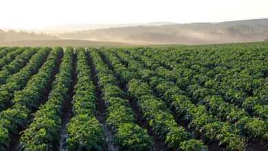 potato field, aroostook county, morning light