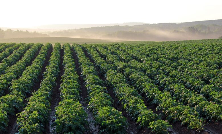 potato field, aroostook county, morning light, haze, agriculture, green field, green morning, potato field, potato field, potato field, potato field, potato field, agriculture, agriculture