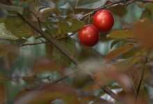 plums, fruit, judiciary