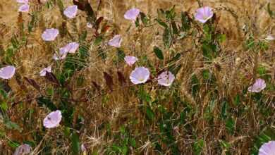 edge of field, bindweed, barley