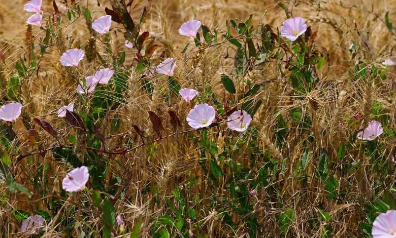 edge of field, bindweed, barley