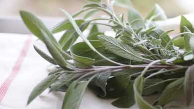 sage, herb, food