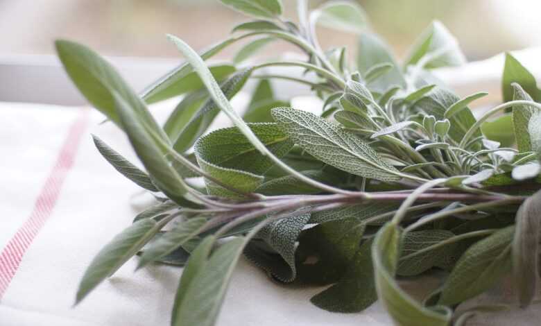 sage, herb, food