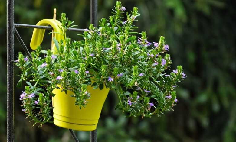 flower, pot, garden