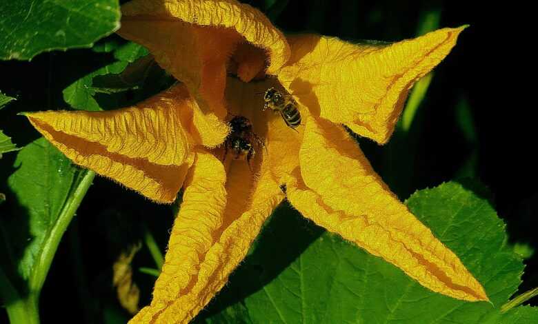 flower zucchini yellow, bees flit, pollination pollen