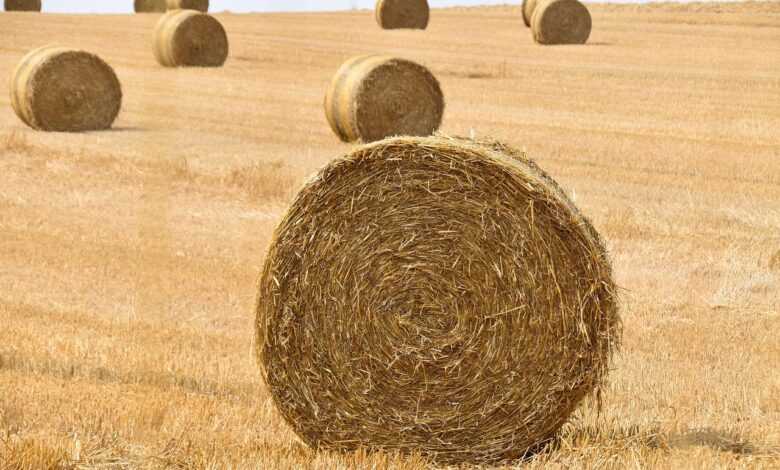 roumbaler, roumbaler straw, straw, fields, agriculture, harvest, food animal, mulching animals, landscape, cereals, cereal crop