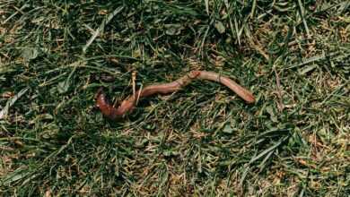 Red earthworm crawling on grassy soil