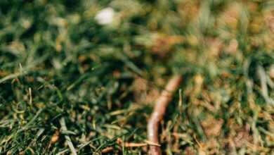 From above lawn covered with green grass with crawling red earthworm during summer day in nature