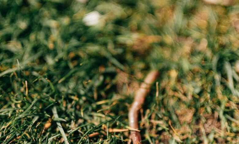 From above lawn covered with green grass with crawling red earthworm during summer day in nature