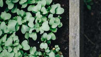 Seedlings in a Wooden Planter