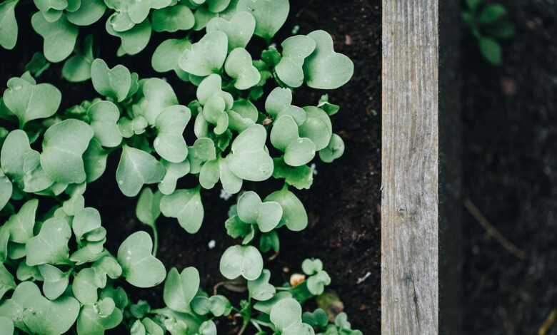 Seedlings in a Wooden Planter