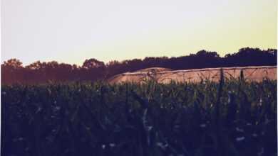 water, cornfield, nature