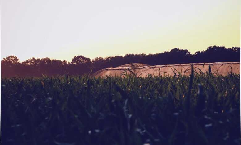 water, cornfield, nature