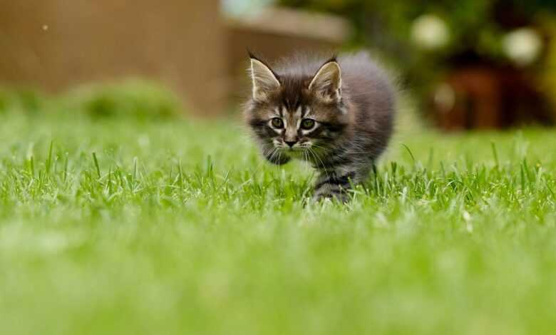 cat, kitten, grass