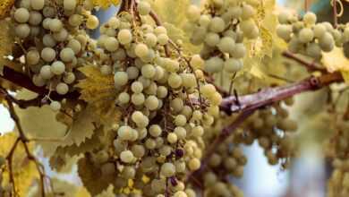 fruit, grapes, vines