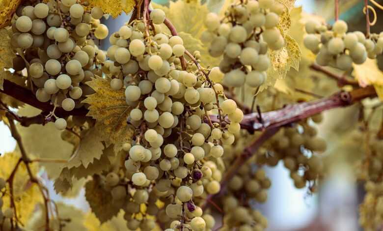 fruit, grapes, vines