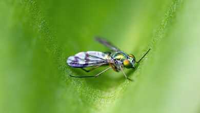 fly, insect, nature