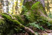 forest, root, nature, tree, tree trunk, green, forest floor, wood, tribe, moss, tree root, overgrown, grown together, fern, plant, tree root, overgrown, fern, fern, fern, fern, fern