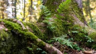 forest, root, nature, tree, tree trunk, green, forest floor, wood, tribe, moss, tree root, overgrown, grown together, fern, plant, tree root, overgrown, fern, fern, fern, fern, fern