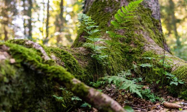 forest, root, nature, tree, tree trunk, green, forest floor, wood, tribe, moss, tree root, overgrown, grown together, fern, plant, tree root, overgrown, fern, fern, fern, fern, fern