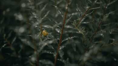 leaves, snail, foliage