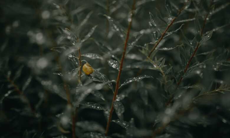 leaves, snail, foliage