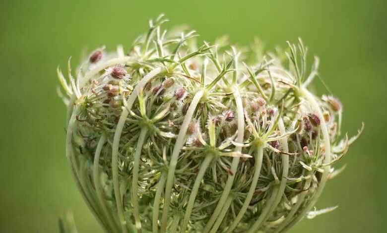 wild carrot, beautiful flowers, carrot