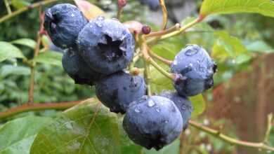 blueberry, fruit, nature