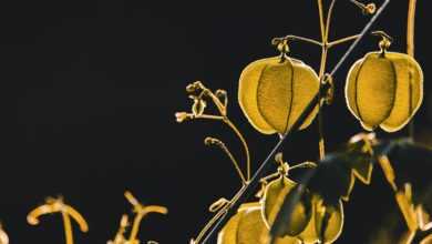 physalis, groundcherry, cape gooseberry