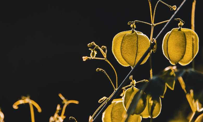 physalis, groundcherry, cape gooseberry