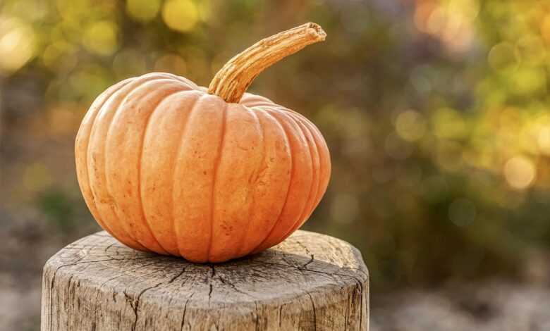 harvest, pumpkin, autumn