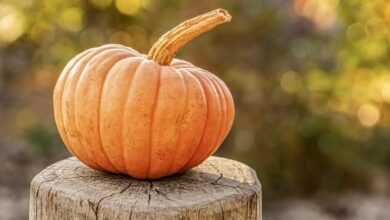 harvest, pumpkin, autumn