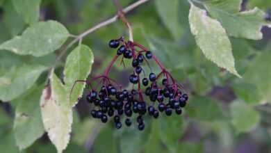 elderberry, elder, bush