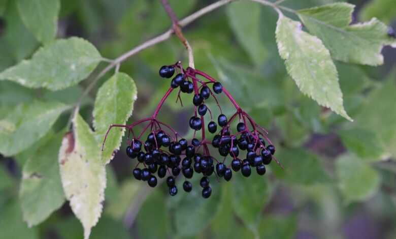 elderberry, elder, bush