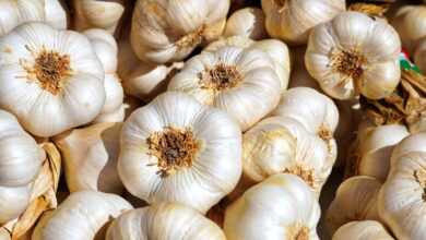 garlic, tubers, garlic bulb, aromatic plant, food, mediterranean, aromatic, sharp, hearty, clove of garlic, garlic, garlic, garlic, garlic, garlic