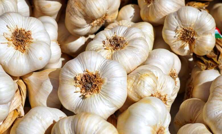 garlic, tubers, garlic bulb, aromatic plant, food, mediterranean, aromatic, sharp, hearty, clove of garlic, garlic, garlic, garlic, garlic, garlic