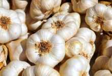 garlic, tubers, garlic bulb, aromatic plant, food, mediterranean, aromatic, sharp, hearty, clove of garlic, garlic, garlic, garlic, garlic, garlic