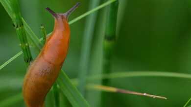 slug, grass, meadow, nature, green, slug, slug, slug, slug, slug