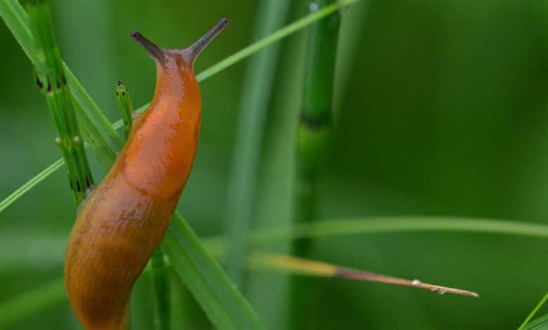 slug, grass, meadow, nature, green, slug, slug, slug, slug, slug