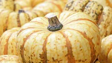 pumpkin, harvest, autumn