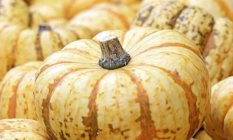 pumpkin, harvest, autumn