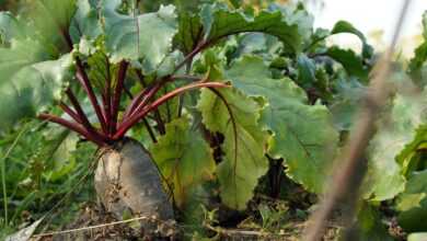 beet, vegetable, food, root crop, nature, plant, healthy, nutrition, organic, produce, ground, garden, harvest