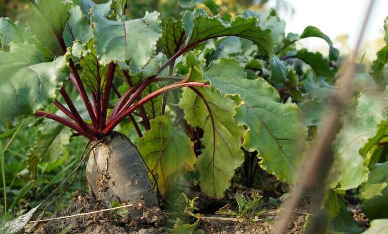 beet, vegetable, food, root crop, nature, plant, healthy, nutrition, organic, produce, ground, garden, harvest