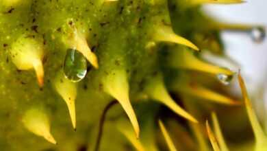 chestnut, tree, humidity, rain, drop, plant, fruit, wet, green, raindrop, close up, castanea, humidity, humidity, humidity, humidity, nature, humidity, green