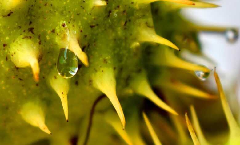 chestnut, tree, humidity, rain, drop, plant, fruit, wet, green, raindrop, close up, castanea, humidity, humidity, humidity, humidity, nature, humidity, green